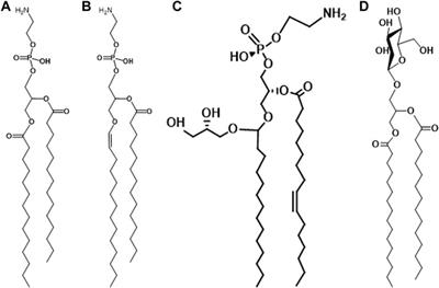 Plasmalogens in bacteria, sixty years on